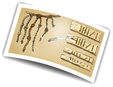 ������ � �������